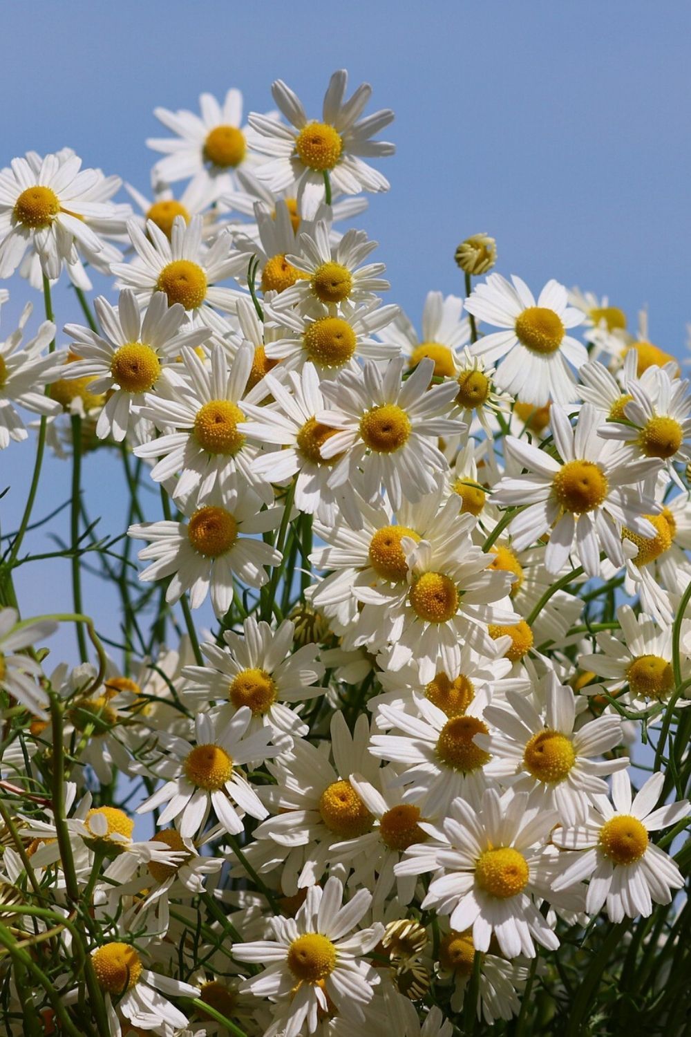 chamomile