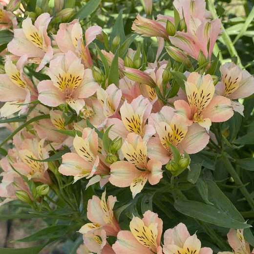 alstroemeria