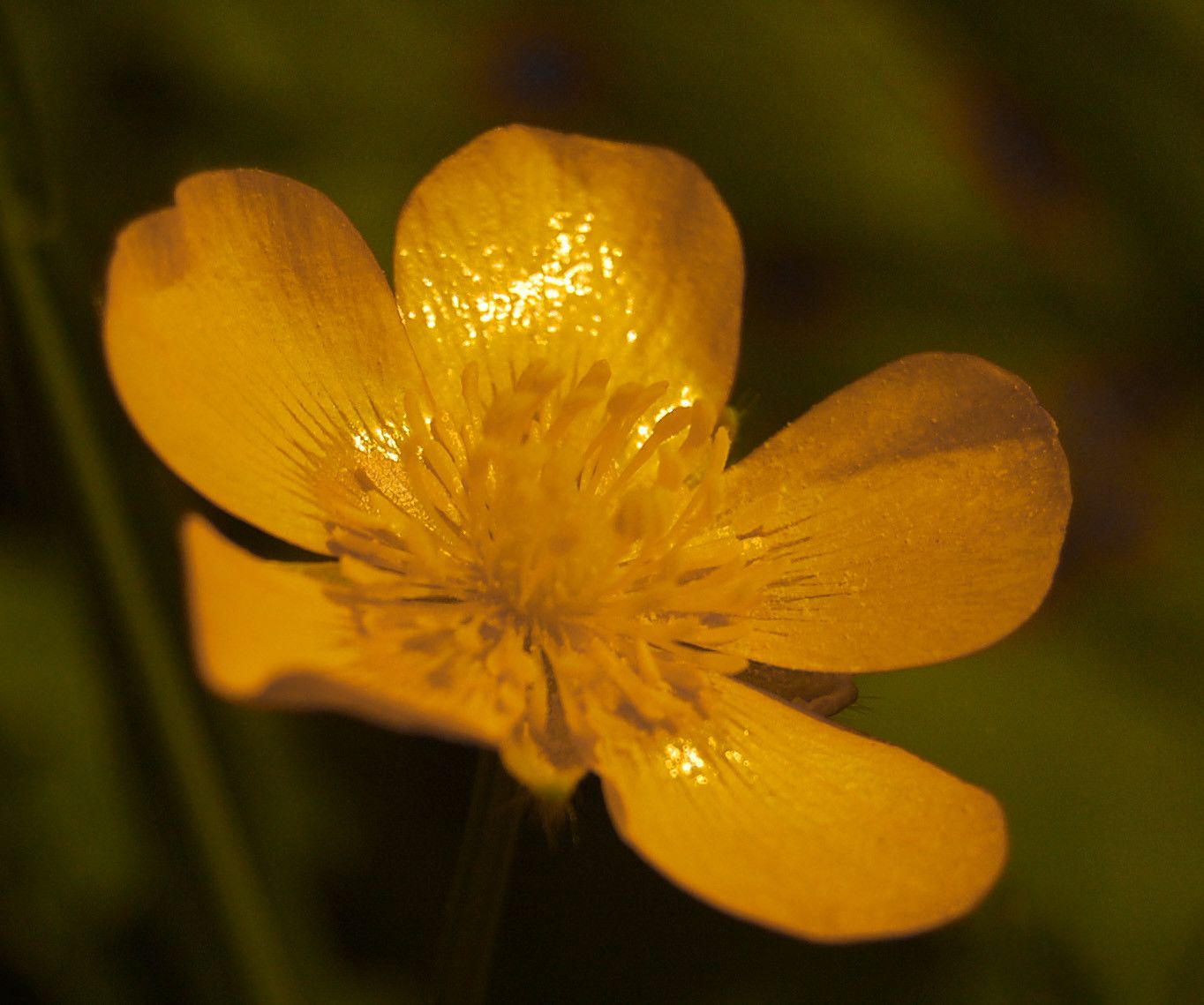 buttercup