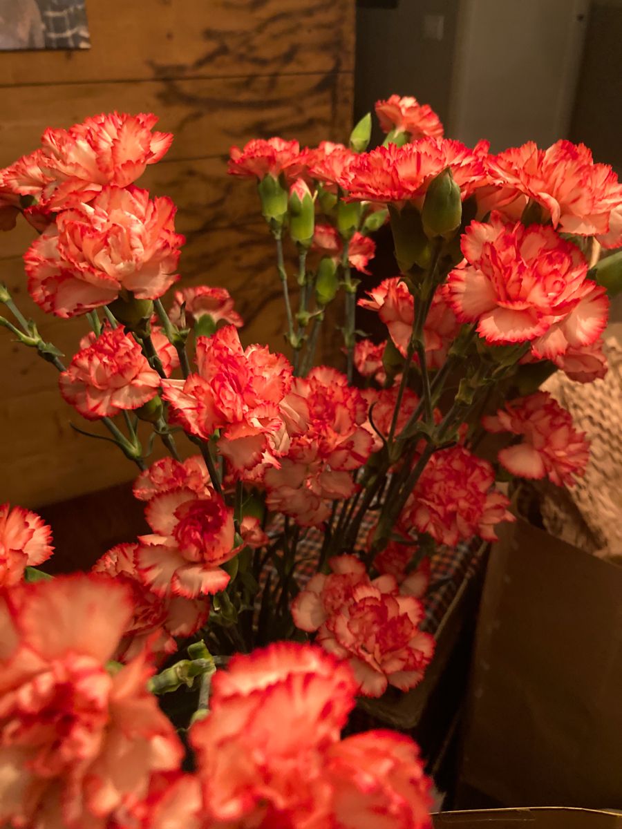 carnations
