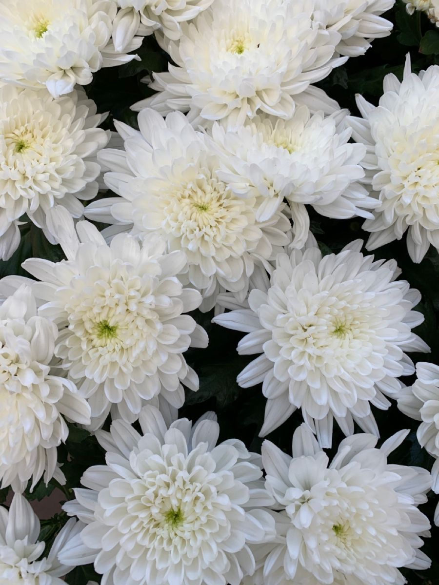chrysanthemum