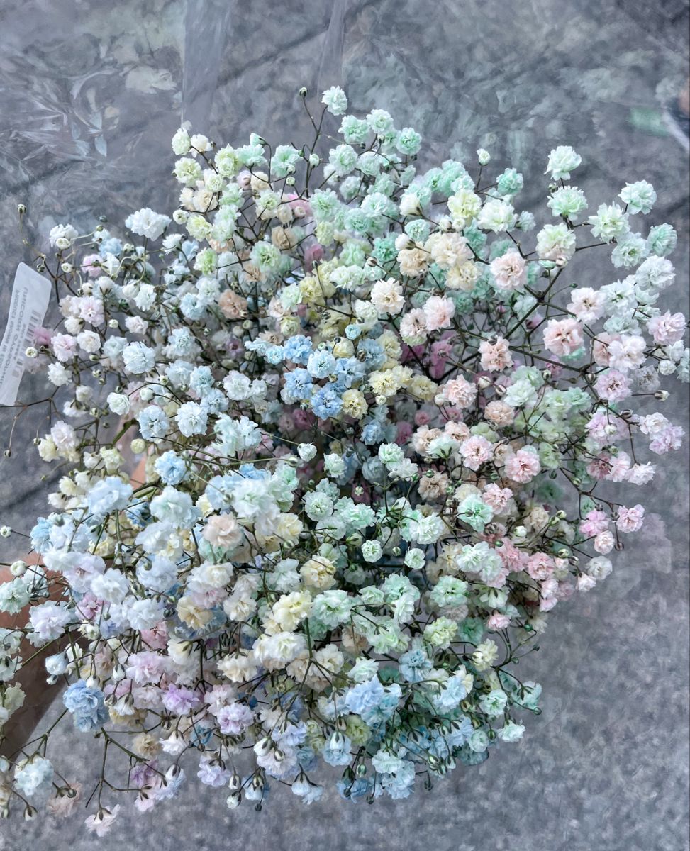gypsophila
