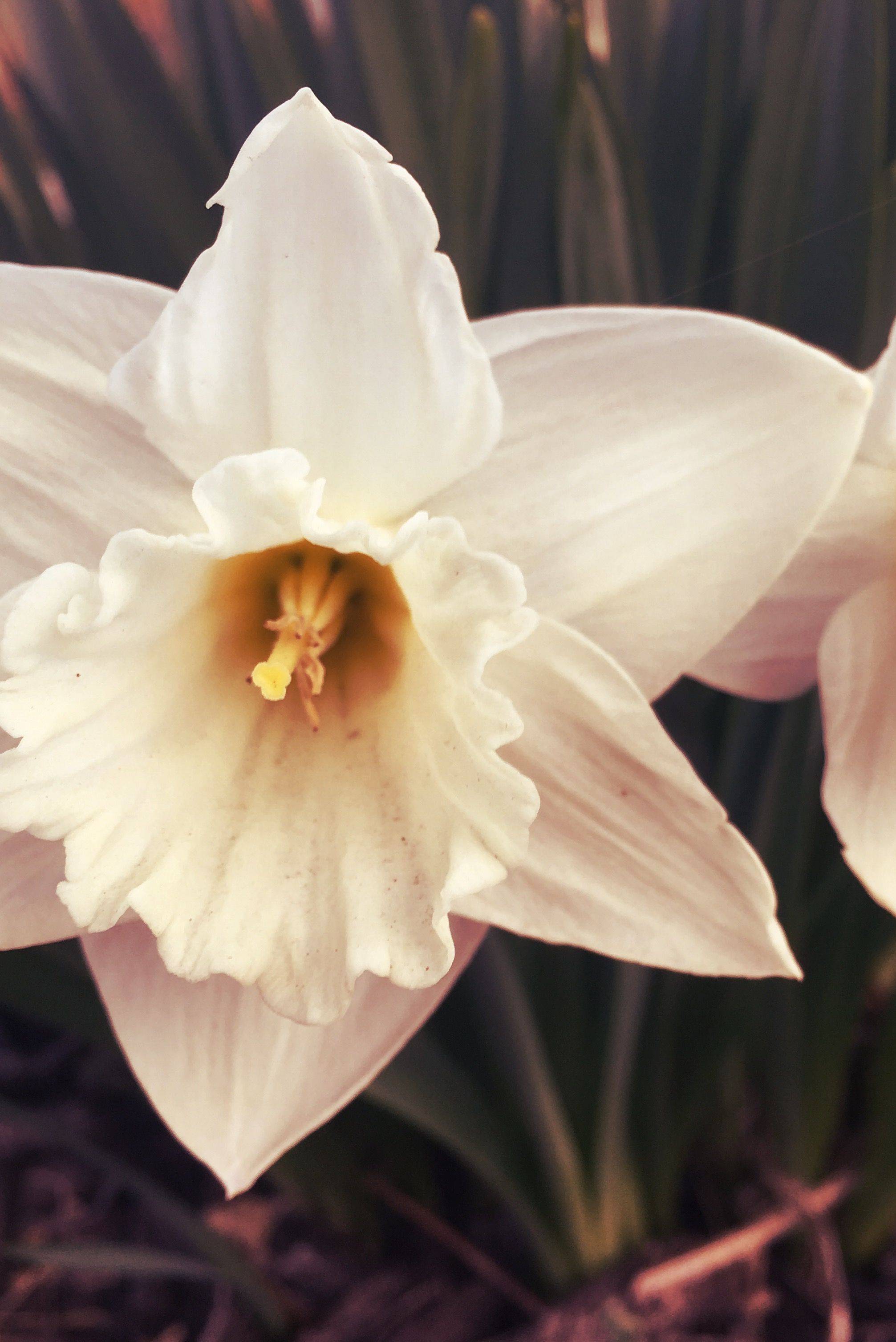 narcissus