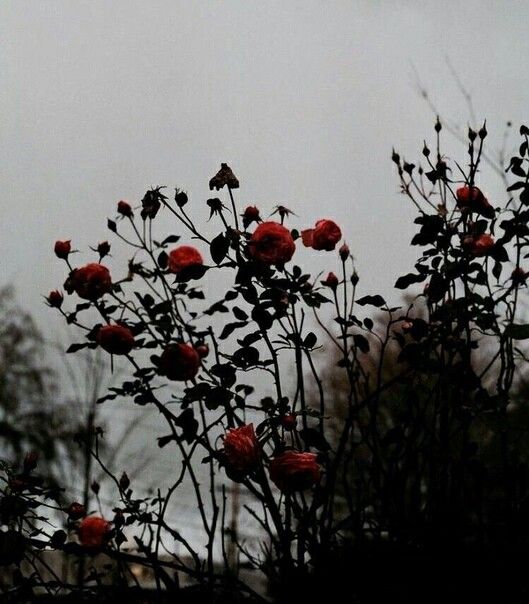 rose